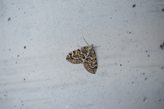 Spruce Carpet (Thera variata)