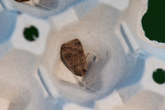 Ingrailed Clay (Diarsia mendica)