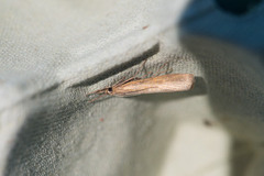 Pearl Veneer (Agriphila straminella)