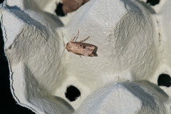 Flame (Axylia putris)