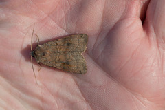 Dotted Clay (Xestia baja)