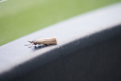 Garden Grass-veneer (Chrysoteuchia culmella)