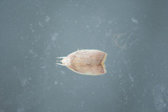 Long-horned Flat-body (Carcina quercana)