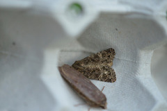Tawny Shears (Hadena perplexa)
