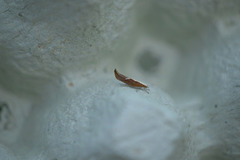 Honeysuckle Moth (Ypsolopha dentella)