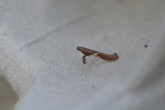 Caloptilia stigmatella