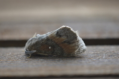 Pine Lappet (Dendrolimus pini)