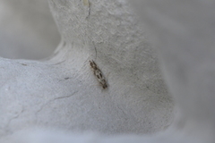 Kentish Cosmet (Mompha sturnipennella)