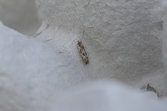 Mompha sturnipennella