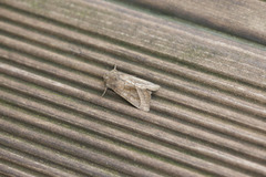 Brunt stengelfly (Hydraecia micacea)