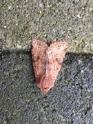 Clouded Drab (Orthosia incerta)
