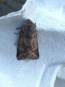 Hebrew Character (Orthosia gothica)