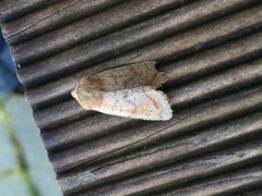 Variabelt flatfly (Conistra vaccinii)