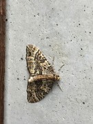 Small Phoenix (Ecliptopera silaceata)