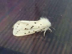 Punkttigerspinner (Spilosoma lubricipeda)