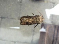 Turnip Moth (Agrotis segetum)