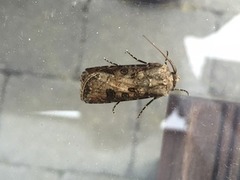 Gråpudret jordfly (Agrotis segetum)