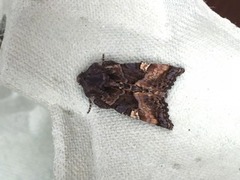 Small Angle Shades (Euplexia lucipara)