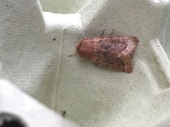 Common Quaker (Orthosia cerasi)