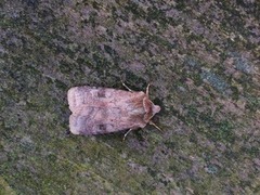 Small Square-spot (Diarsia rubi)