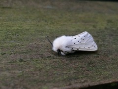 White Ermine (Spilosoma lubricipeda)