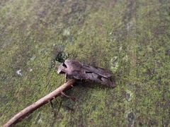 Heart and Dart (Agrotis exclamationis)