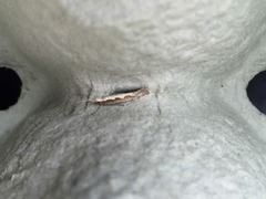 Diamond-back Moth (Plutella xylostella)