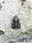 Knot Grass (Acronicta rumicis)