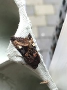 Small Angle Shades (Euplexia lucipara)