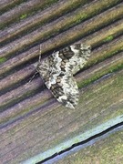 Spruce Carpet (Thera variata)