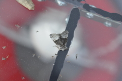 Nut-tree Tussock (Colocasia coryli)