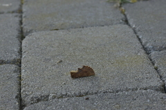 Coxcomb Prominent (Ptilodon capucina)
