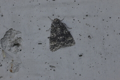 Knot Grass (Acronicta rumicis)