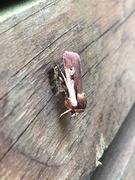Flame Shoulder (Ochropleura plecta)