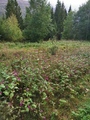 Kjempespringfrø (Impatiens glandulifera)