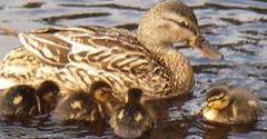 Stokkand (Anas platyrhynchos)