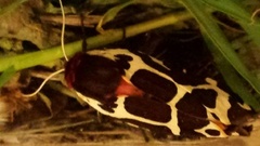 Garden Tiger (Arctia caja)