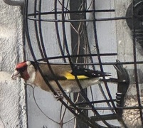 European Goldfinch (Carduelis carduelis)
