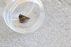 Orache Moth (Trachea atriplicis)