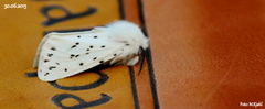 Punkttigerspinner (Spilosoma lubricipeda)