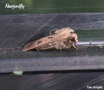 Heart and Dart (Agrotis exclamationis)