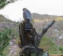 Spurvehauk (Accipiter nisus)