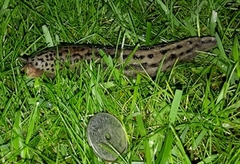 Giant Garden Slug (Limax maximus)