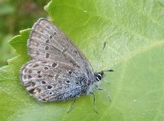 Myrblåvinge (Plebejus optilete)