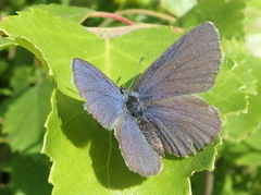 Cranberry Blue (Plebejus optilete)