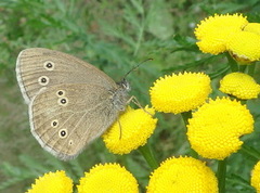 Ringlet (Aphantopus hyperantus)