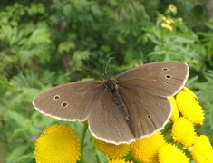 Ringlet (Aphantopus hyperantus)