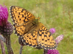 Lesser Marbled Fritillary (Brenthis ino)