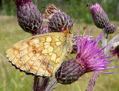 Lesser Marbled Fritillary (Brenthis ino)