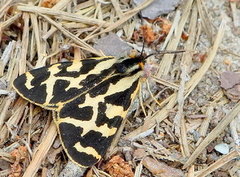 Wood Tiger (Parasemia plantaginis)